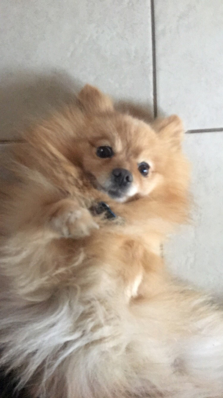 Pic of the Litter: Momo